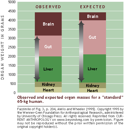 GRAPH: Observed vs. expected brain sizes for human.
