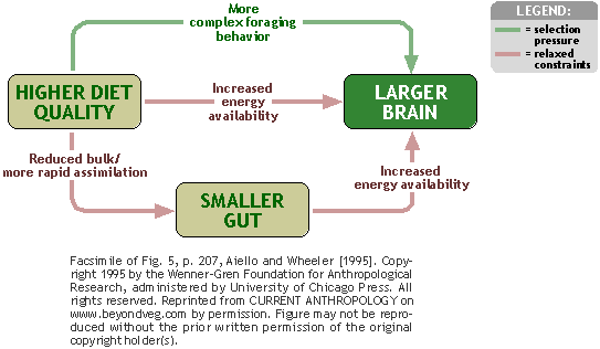 FLOWCHART: High-quality diet and increased encephalization.
