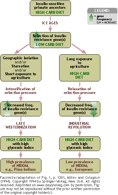FLOWCHART: Selection for insulin resistance during human evolution.