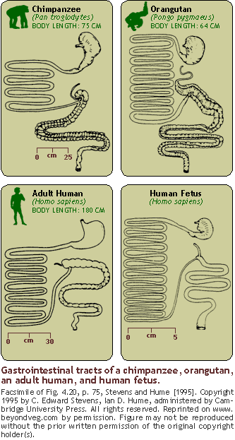 Figure: Gastrointestinal tracts of a chimpanzee, orangutan, an adult human, and human fetus.