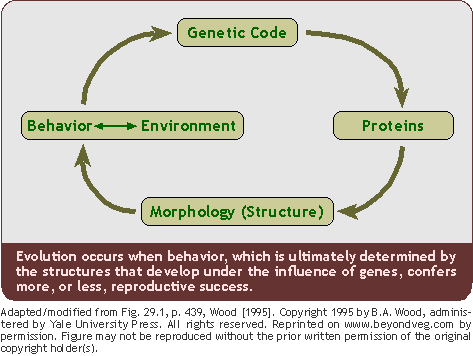 FLOWCHART: Behavior/culture evolutionary feedback loop.